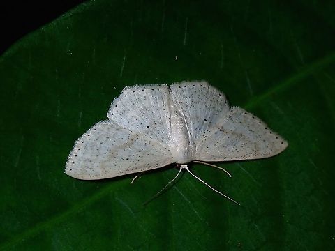 Geometrid Moth Geometrid Moth, possibly from the genus Scopula. Anilao,Geometrid Moth,Mabini,Moth,Moth Week 2018,Philippines,Scopula,Scopula sp