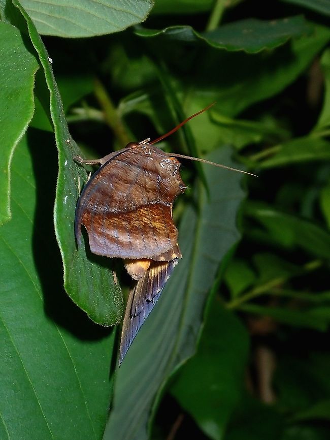 Fruit Piercing Moth - Eudocima cocalus  Batangas,Cocalus Fruit Piercing Moth,Eudocima cocalus,Fruit Piercing Moth,Mabini,Moth,Moth Week 2018,Philippines