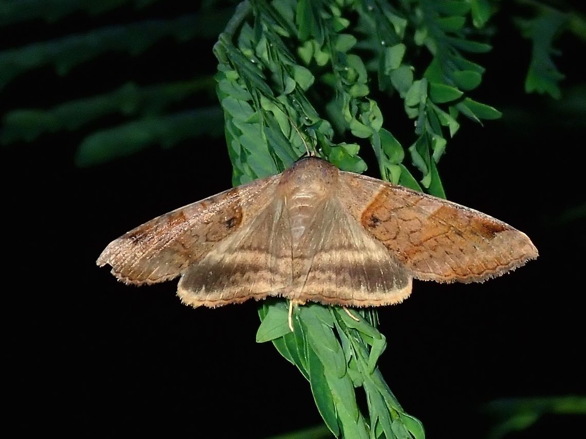 Erebid Moth - Mocis undata  Batangas,Brown-Striped Semilooper,Mabini,Mocis undata,Moth,Moth Week 2018,Philippines
