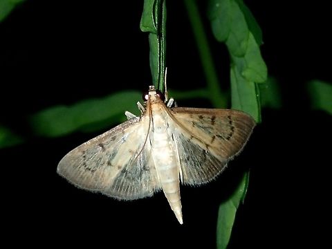 Crambid Moth Crambid Moth, possibly from the genus Herpetogramma. Batangas,Crambid Moth,Herpetogramma,Herpetogramma sp,Mabini,Moth,Moth Week 2018,Philippines