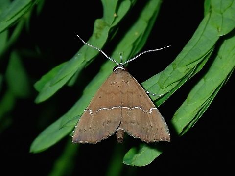 Erebid Moth Erebid Moth, possibly from the genus Hypena. Batangas,Erebid Moth,Hypena,Hypena sp,Mabini,Moth,Moth Week 2018,Philippines