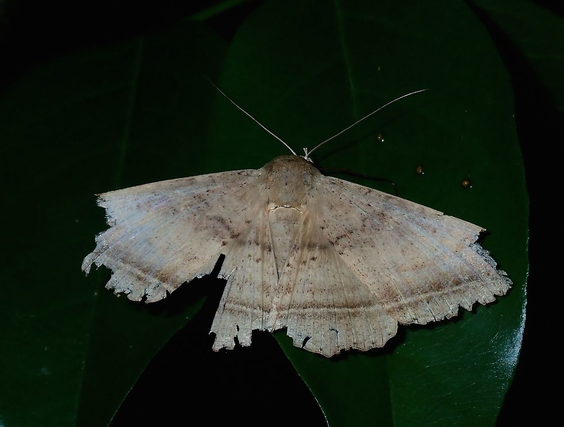 Erebid Moth Erebid Moth, possibly from the genus Hulodes. Batangas,Erebid Moth,Hulodes,Hulodes sp,Mabini,Moth,Moth Week 2018,Philippines