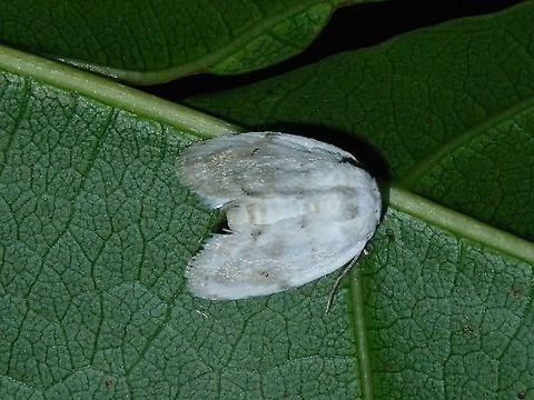 Crambid Moth Crambid Moth, possibly from the genus Niphopyralis. Batangas,Crambid Moth,Mabini,Moth,Moth Week 2018,Niphopyralis,Niphopyralis sp,Philippines