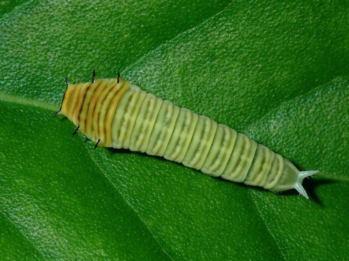 Caterpillar Caterpillar of Graphium decolor Batangas,Butterfly,Caterpillar,Graphium decolor,Mabini,Philippines