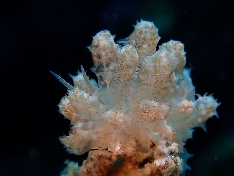 Soft Corals? This Phyllodesmium koehleri Nudibranch mimics perfectly the soft corals it feeds on.
Fairly small, around 2.5 cm in size, it was quite a challenge to get a picture showing its Rhinopore to better show that its a Nudibranch and not a patch of soft corals. Anilao,Batangas,Nudibranch,Philippines,Phyllodesmium koehleri