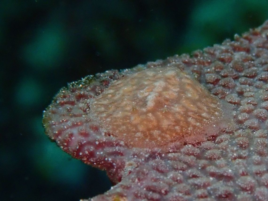 Leather Corals? This Asteronotus mimeticus Nudibranch camouflages perfectly to its food source, the Leather Corals.<br />
They are fairly common, just need to know where the look for them and be able to make out that a lump on the leather coral could be a Nudibranch! Anilao,Asteronotus mimeticus,Batangas,Nudibranch,Philippines