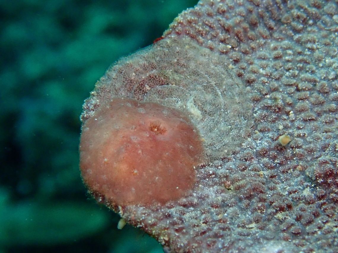 Laying Eggs This Asteronotus mimeticus Nudibranch is laying its eggs, the spiral shape thing are the eggs. Anilao,Asteronotus mimeticus,Batangas,Nudibranch,Philippines