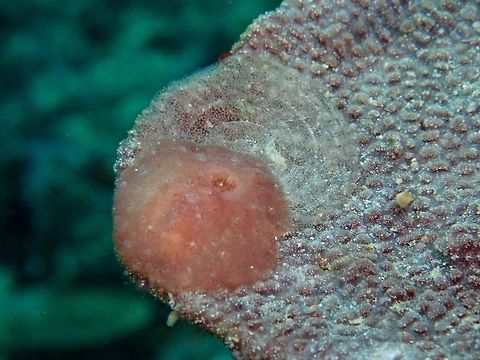 Laying Eggs This Asteronotus mimeticus Nudibranch is laying its eggs, the spiral shape thing are the eggs. Anilao,Asteronotus mimeticus,Batangas,Nudibranch,Philippines