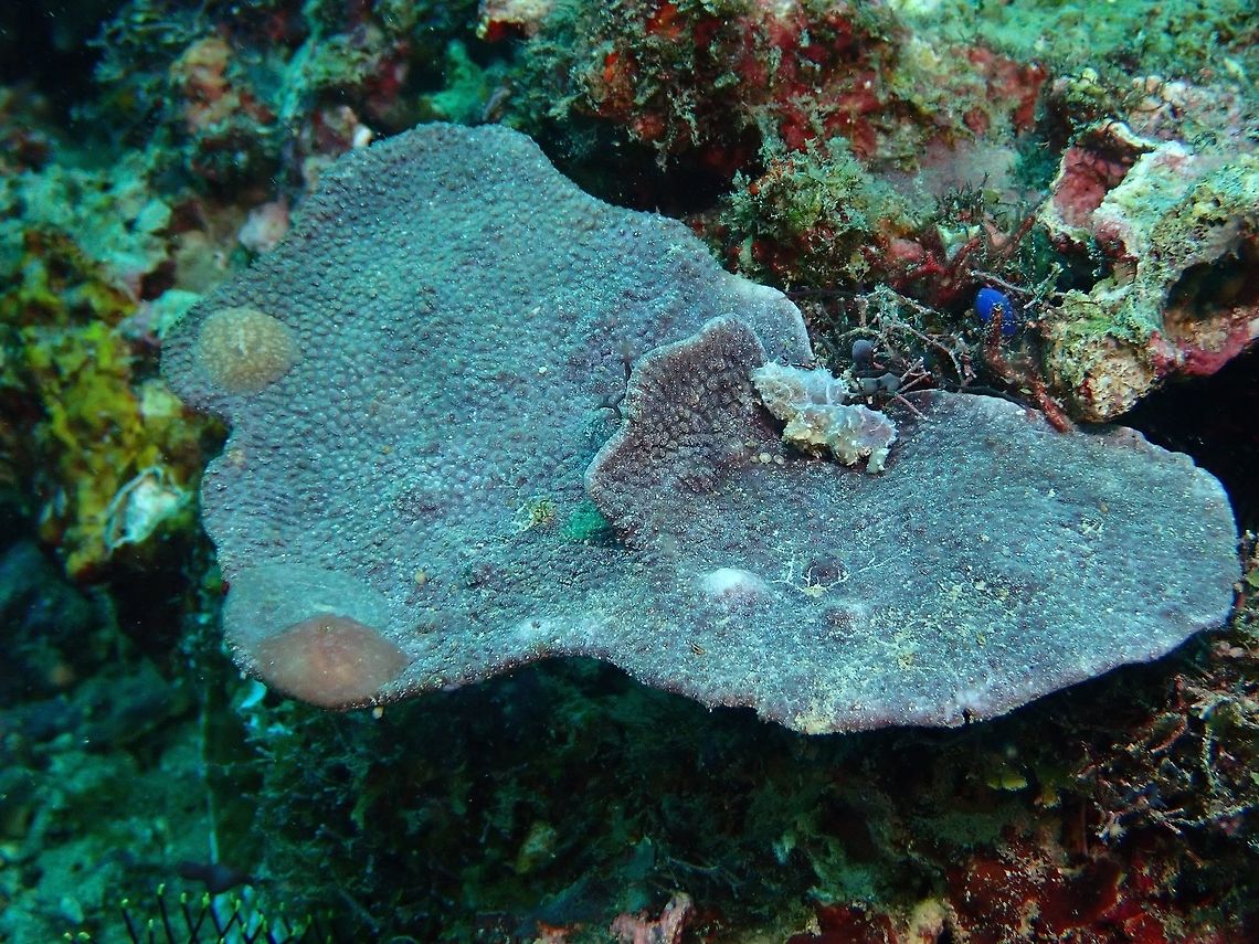 Can you find us? There are 2 Asteronotus mimeticus Nudibranch on this patch of leather corals.<br />
They are fairly small in size, around 1.5 cm. Anilao,Asteronotus mimeticus,Batangas,Nudibranch,Philippines