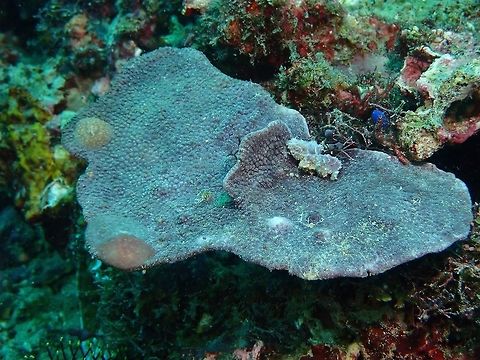 Asteronotus mimeticus