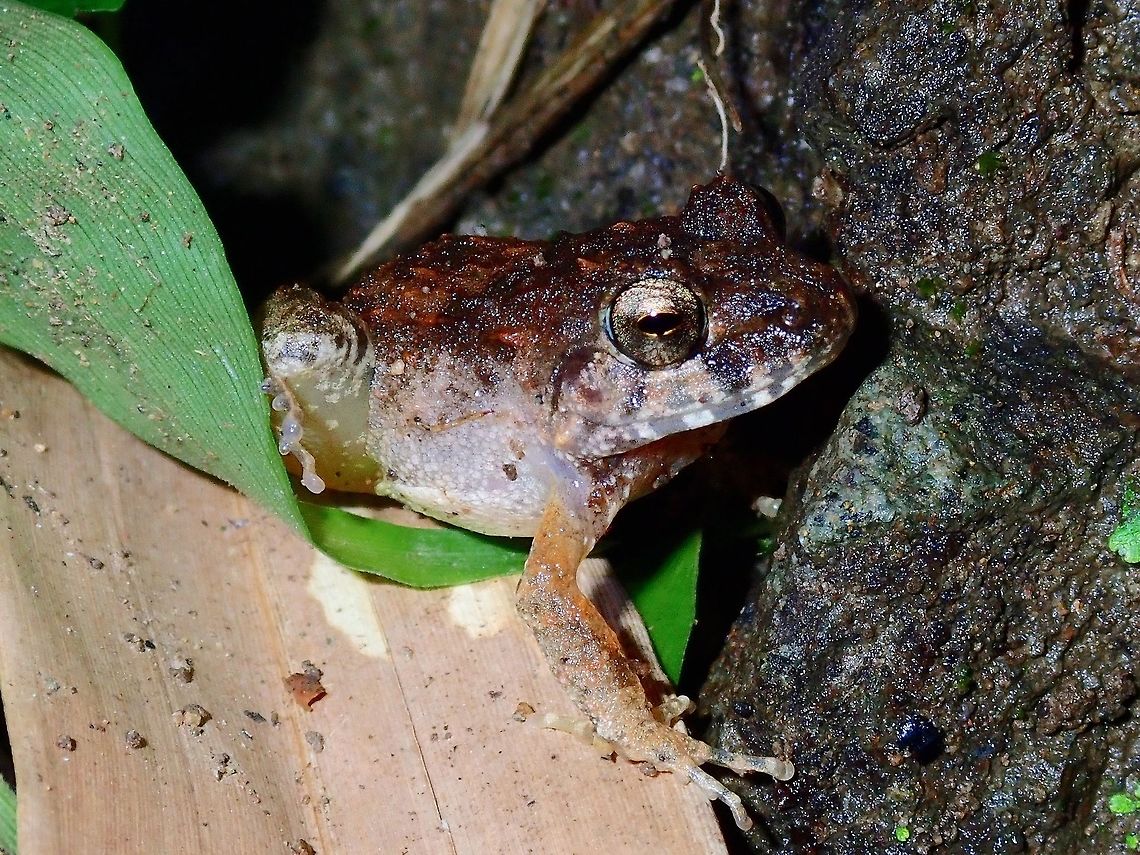 Dumeril's Wrinkled Ground Frog - Platymantis dorsalis This Dumeril&#039;s Wrinkled Ground Frog - Platymantis dorsalis is a small sized Frog, found along a road near a small stream.  They are endemic to Philippines Batangas,Dumeril's Wrinkled Ground Frog,Frog,Mabini,Philippines,Platymantis dorsalis