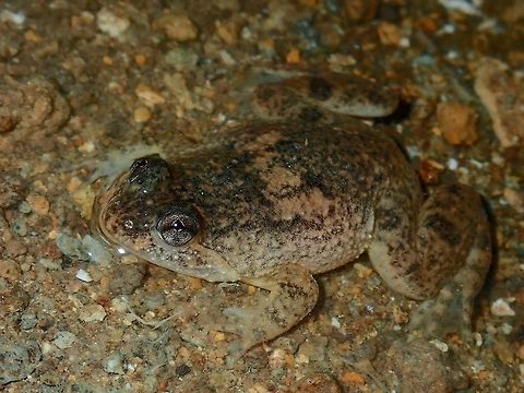 Common puddle frog