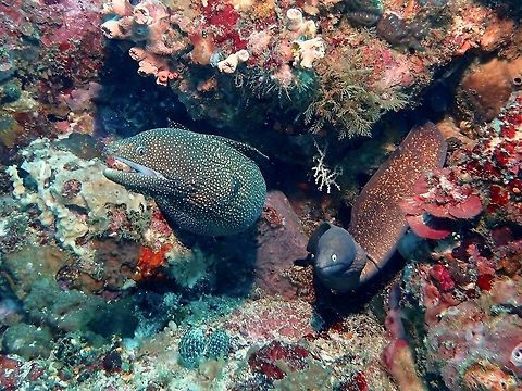 White Mouth VS White Eyed This White Mouth Moray Eel - Gymnothorax meleagris was seen sharing the same house with a White-Eyed Moral Eel - Gymnothorax thyrsoideus. Anilao,Batangas,Gymnothorax meleagris,Moray,Moray Eel,Philippines,Turkey moray