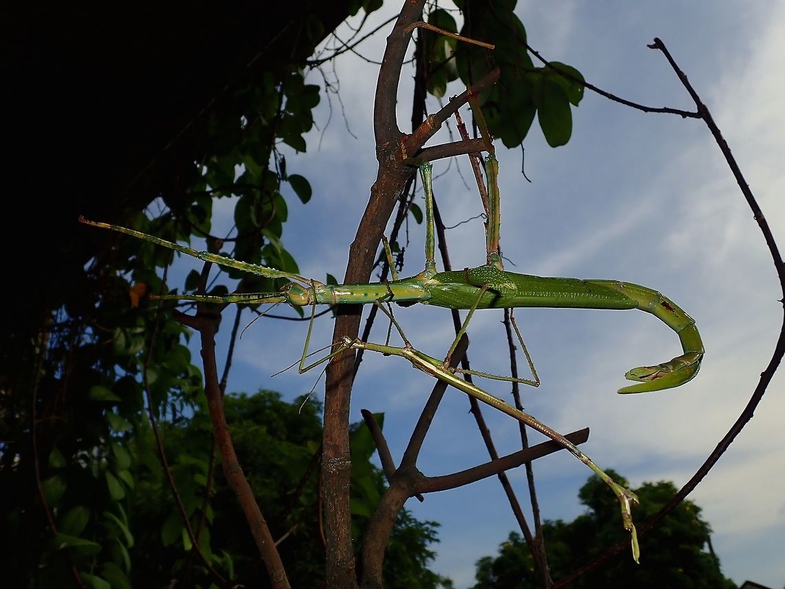 Lovers walk in the Park Eurycnema versirubra is a large species of Phasmid, with the female capable of body length of up to 30 cm, the males, even though much smaller in size to the females, can be as long of as 15 cm in body length.<br />
<br />
The species is very colourful with light green as base, it has combination of darker green. turquoise, yellow, pink. red and white on their body, legs, abdomen and wings.  The females also has spines on her thorax and particularly on her last pair of legs which she can use as defence, by striking at possible predators.<br />
<br />
The species originates from West Timor, Indonesia where the locals considers them 'poisonous and dangerous' and would kill them.  This is not true, they are not poisonous nor dangerous, it is more due to lack of knowledge.<br />
<br />
The species spreads to other parts of Indonesia, Singapore and Malaysia through breeding in culture, where they are kept as pets or for collections of their 'droppings' to make tea.  Dr Francis Seow-Choen in his publication paper of 1997 on Stick and Leaf Insects Biodiversity in the Nature Reserves of Singapore explained that in the early days, the Malay and Chinese communities used the droppings of this species to treat variety of ailments including diarrhoea and as aphrodisiac ; <a href="https://www.nparks.gov.sg/sbg/research/publications/gardens-bulletin-singapore/-/media/sbg/gardens-bulletin/4-4-49-2-07-y1997-v49p2-gbs-pg-297.pdf" rel="nofollow">https://www.nparks.gov.sg/sbg/research/publications/gardens-bulletin-singapore/-/media/sbg/gardens-bulletin/4-4-49-2-07-y1997-v49p2-gbs-pg-297.pdf</a> Eurycnema versirubra,Phasmatodea,Phasmid,Stick Insect