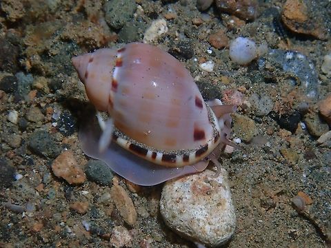 Ponderous Helmet - Casmeria ponderosa  Anilao,Batangas,Casmaria ponderosa,Philippines,Ponderous Helmet,Shell,Snail