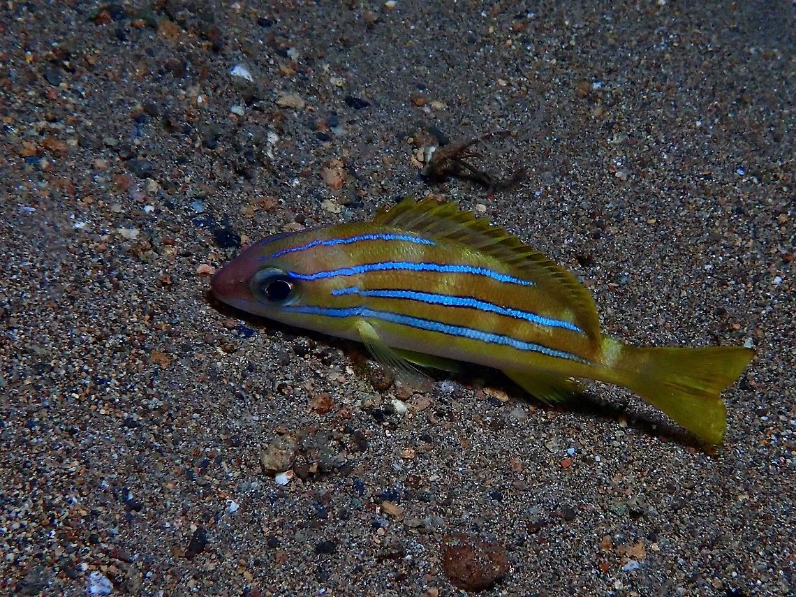 Five-Lined Snapper - Lutjanus quinquelineatus  Anilao,Batangas,Fish,Five-Lined Snapper,Lutjanus quinquelineatus,Philippines,Snapper