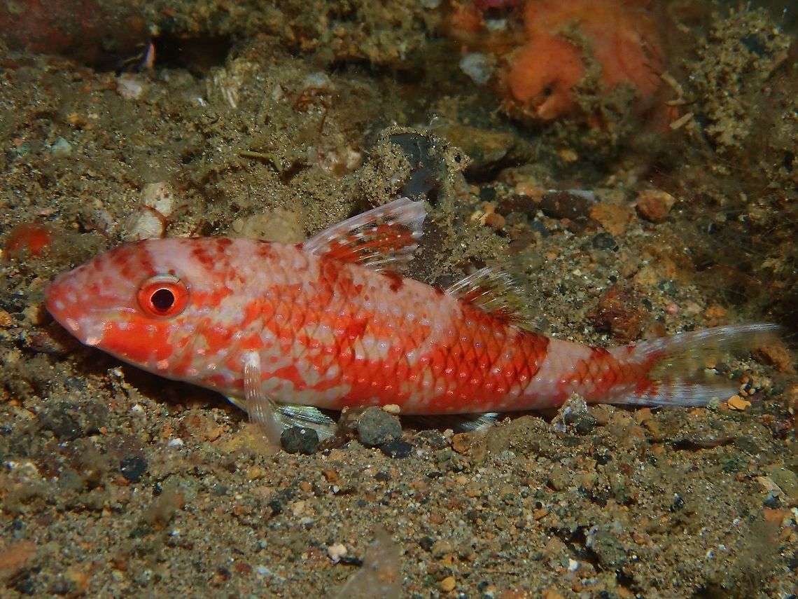 Freckled Goatfish - Upeneus tragula Red phase of Freckled Goatfish - Upeneus tragula seen at night time. Anilao,Batangas,Fish,Freckled Goatfish,Goatfish,Philippines,Upeneus tragula