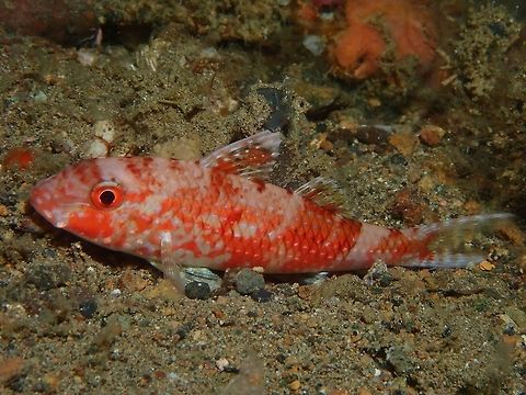 Freckled Goatfish - Upeneus tragula Red phase of Freckled Goatfish - Upeneus tragula seen at night time. Anilao,Batangas,Fish,Freckled Goatfish,Goatfish,Philippines,Upeneus tragula