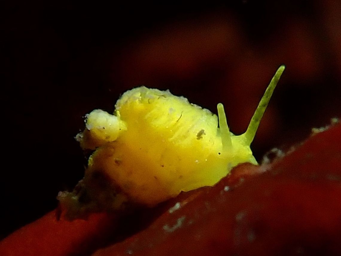 Golden Wantletrap - Epidendrium sordidum  Anilao,Batangas,Epidendrium sordidum,Golden Wanteltrap,Philippines,Snail