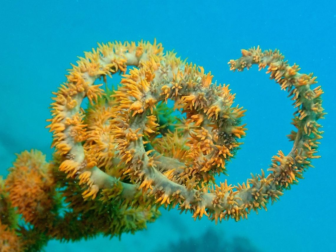 Spiral Whip Coral - Cirrhipathes spiralis  Anilao,Batangas,Cirrhipathes spiralis,Coral,Philippines,Spiral Whip Coral,Wire Coral