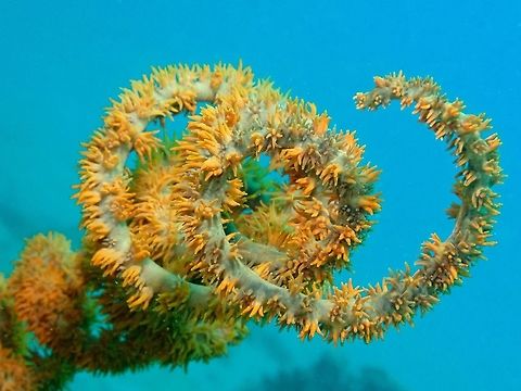 Spiral Whip Coral - Cirrhipathes spiralis  Anilao,Batangas,Cirrhipathes spiralis,Coral,Philippines,Spiral Whip Coral,Wire Coral