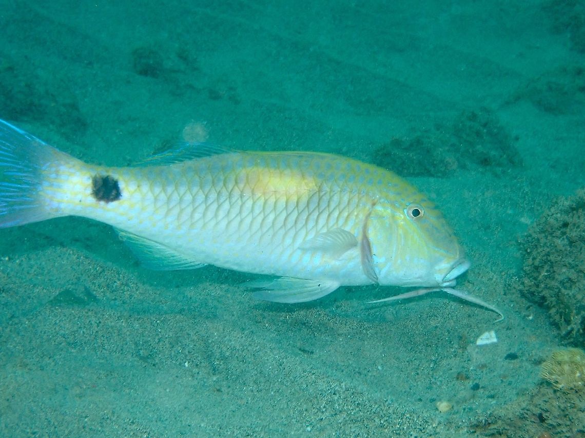 Indian Goatfish - Parupeneus indicus The Indian Goatfish - Parupeneus indicus is bluish white to grayish or brownish; bright yellow oval patch on mid-body, large black spot on tail base.<br />
<br />
Goatfishes have &#039;barbells&#039; under their mouth which they use as feelers on the sandy bottom to flush out crustaceans. Anilao,Batangas,Fish,Goatfish,Indian Goatfish,Parupeneus indicus,Philippines
