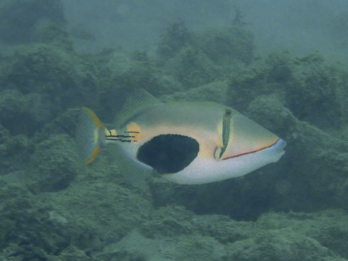 Blackpatch Triggerfish - Rhinecanthus verrucosus The Blackpatch Triggerfish - Rhinecanthus verrucosus has brownish upper body, white below; tapering dark bar through eye, large black patch on lower body, 3 rows of black dots on tail base. Anilao,Batangas,Blackbelly triggerfish,Fish,Philippines,Rhinecanthus verrucosus,Triggerfish