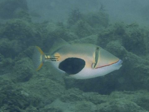 Blackpatch Triggerfish - Rhinecanthus verrucosus The Blackpatch Triggerfish - Rhinecanthus verrucosus has brownish upper body, white below; tapering dark bar through eye, large black patch on lower body, 3 rows of black dots on tail base. Anilao,Batangas,Blackbelly triggerfish,Fish,Philippines,Rhinecanthus verrucosus,Triggerfish
