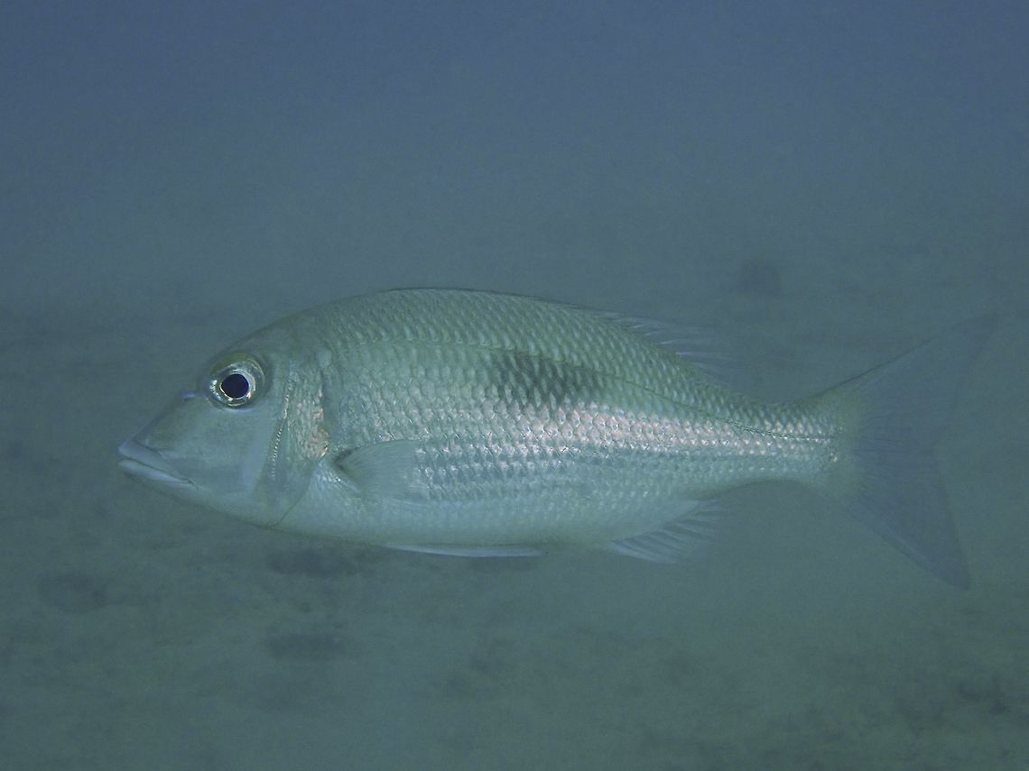 Yellowsnout Large-Eye Bream - Gymnocranius frenatus  Anilao,Batangas,Bream,Fish,Gymnocranius frenatus,Philippines,Yellowsnout Large-Eye Bream