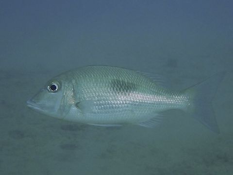 Yellowsnout Large-Eye Bream - Gymnocranius frenatus  Anilao,Batangas,Bream,Fish,Gymnocranius frenatus,Philippines,Yellowsnout Large-Eye Bream