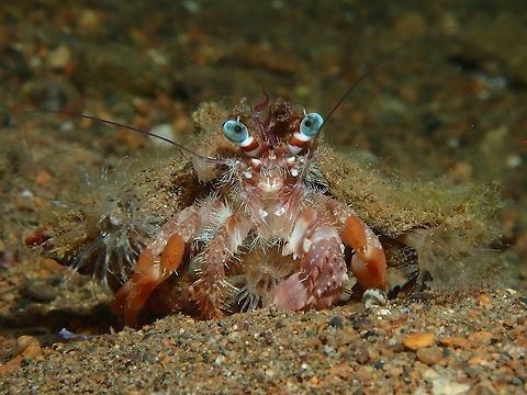 Anemone Hermit Crab - Dardanus pedunculatus  Anemone Hermit Crab,Anilao,Batangas,Crab,Dardanus pedunculatus,Hermit Crab,Philippines