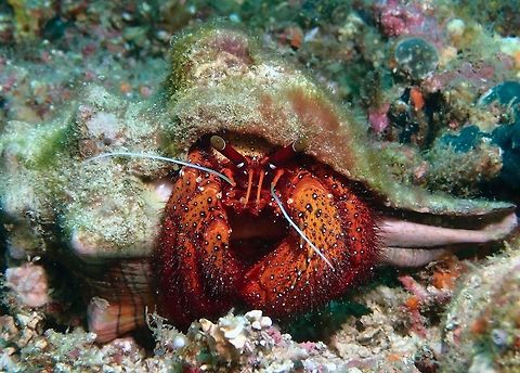 White-Spotted Hermit Crab - Dardanus pedunculatus  Anilao,Batangas,Crab,Dardanus megistos,Hermit Crab,Philippines,White-spotted Hermit Crab