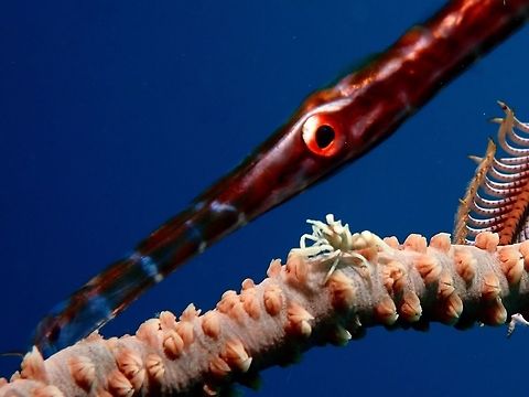I got my Eyes on you! This tiny sized Whip Coral Shrimp - Pontonides unciger is less than 1 cm in size on its host, the whip coral.
At the same time, a juvenile trumpet fish was 'camouflaging' by the side of the Whip Coral which also has a Crinoid clinging to it. Anilao,Batangas,Philippines,Pontonides unciger,Shrimp,Whip Coral Shrimp