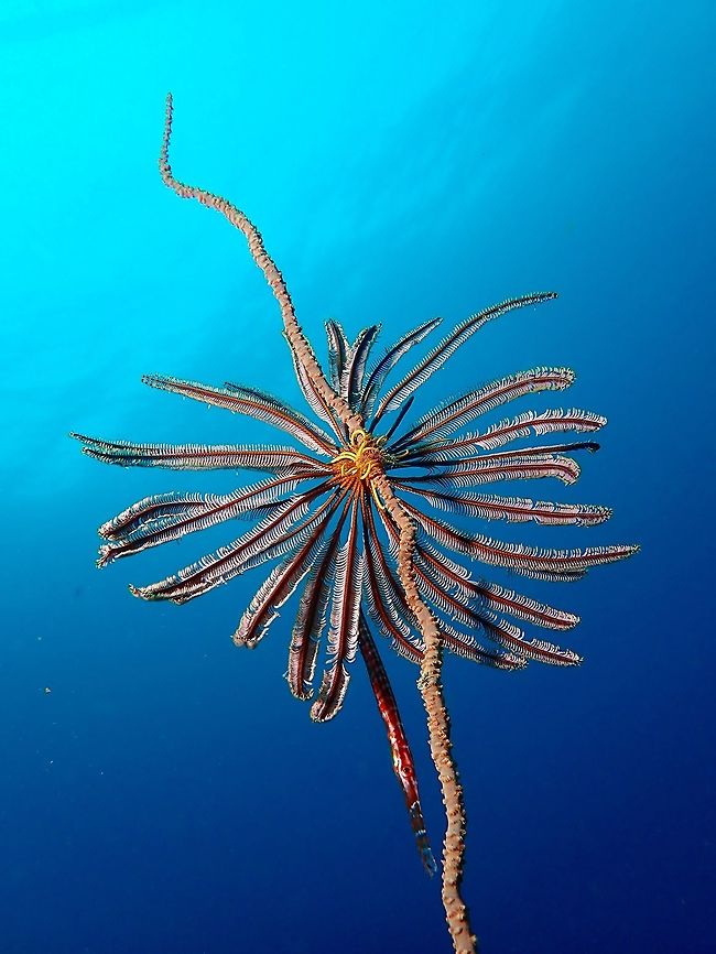 Reef  scene This juvenile Trumpetfish was seen hovering next to a Whip Coral, eyeing some reef fishes it was hunting.  The Whip Coral has a Crinoid clinging to it, allowing the Trumpetfish more camouflage. Anilao,Aulostomus chinensis,Batangas,Chinese Trumpetfish,Fish,Philippines,Trumpetfish
