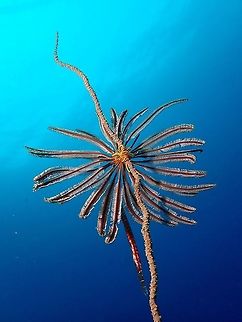 Reef  scene This juvenile Trumpetfish was seen hovering next to a Whip Coral, eyeing some reef fishes it was hunting.  The Whip Coral has a Crinoid clinging to it, allowing the Trumpetfish more camouflage. Anilao,Aulostomus chinensis,Batangas,Chinese Trumpetfish,Fish,Philippines,Trumpetfish
