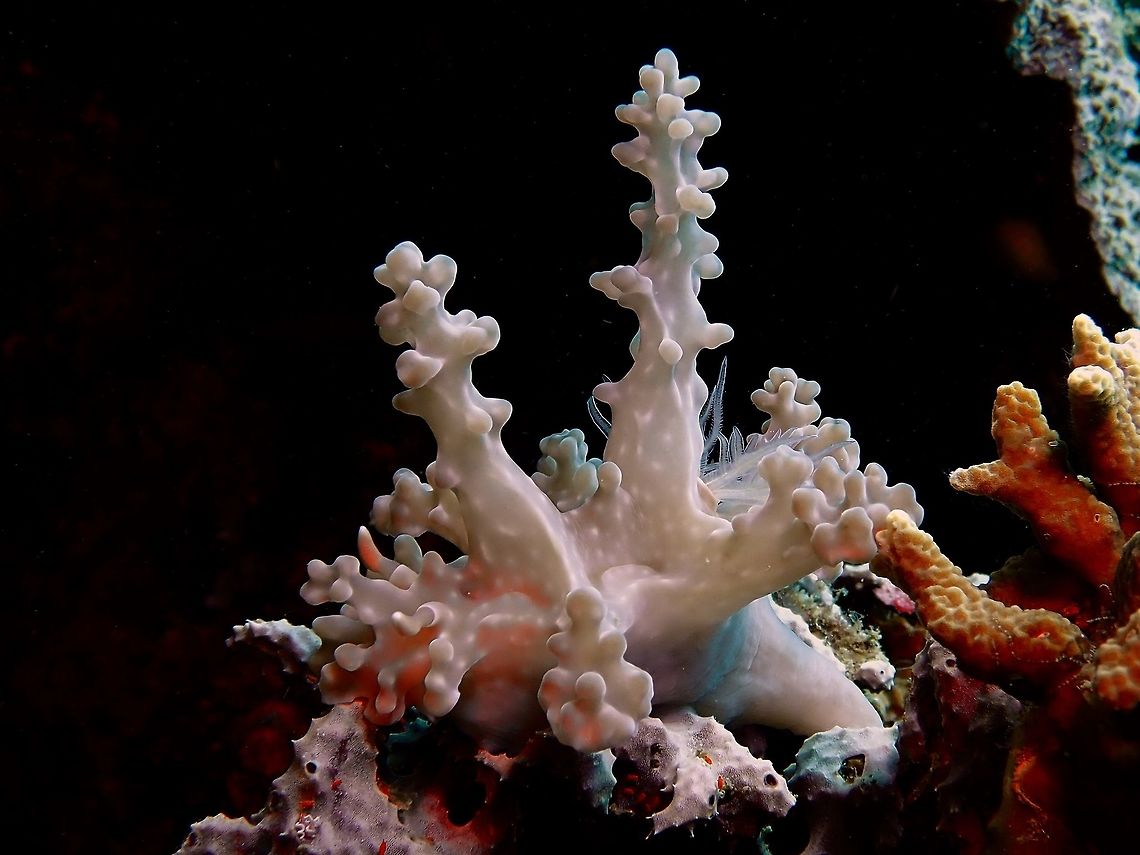 Towering Corals! This Nudibranch - Miamira alleni is a popular subject of underwater photographer especially those into macro photography and nudibranch.  This was a fairly large sized specimen, around 8-9 cm and long towering cerata, which makes them looks like soft corals. Anilao,Batangas,Miamira alleni,Nudibranch,Philippines