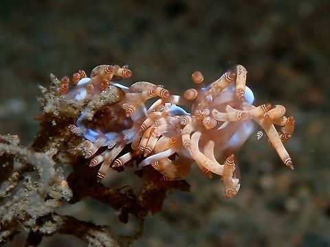 Nudibranch Couple  Anilao,Batangas,Nudibranch,Philippines,Samla bilas