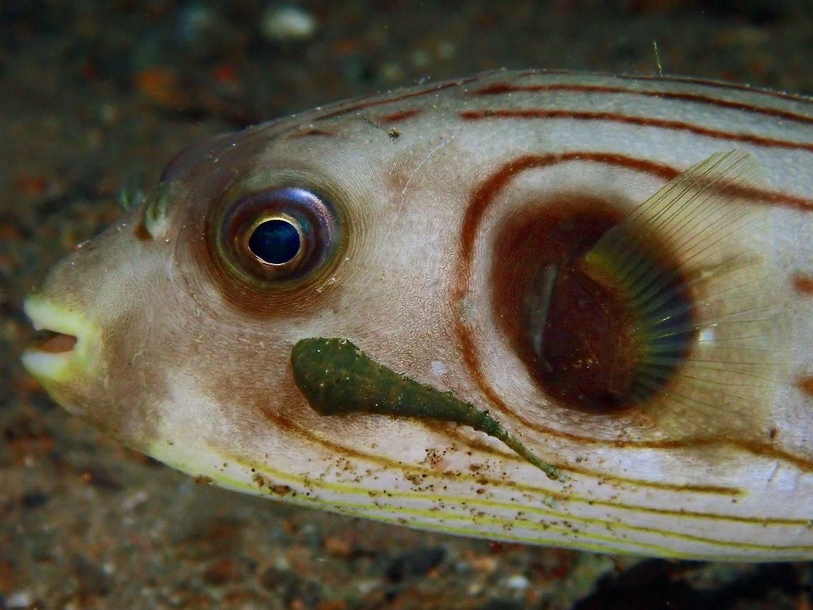 Sea Leech On closer look on this Pufferfish, noticed this See Leech attached to its right cheek, below its eye.<br />
Sea Leeches are from Hirudinidae family, not much are known about them,  thus no possibility to get a positive ID on this one. Anilao,Batangas,Leech,Philippines,Sea Leech