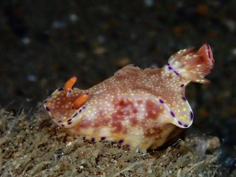 Nudibranch - Ceratosoma tenue  Anilao,Batangas,Ceratosoma tenue,Nudibranch,Philippines,Purple-edged Ceratosoma