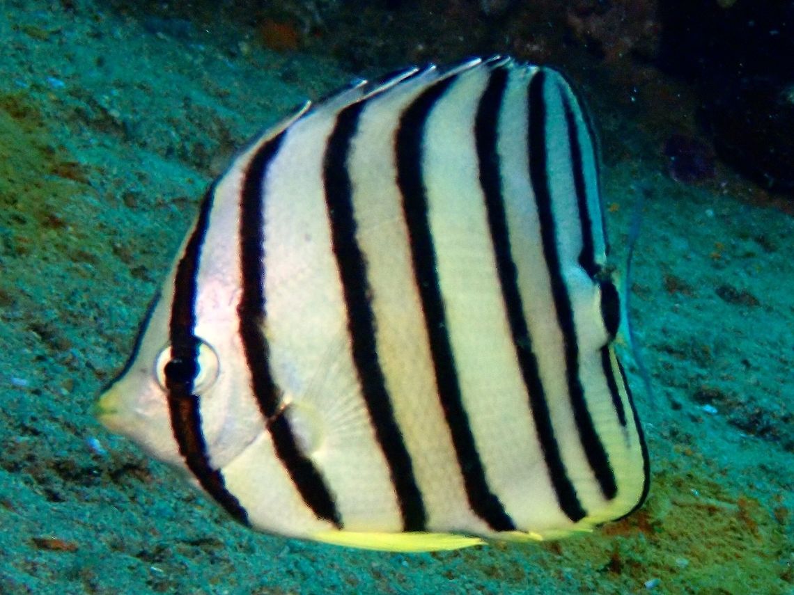 Eight-Banded Butterflyfish - Chaetodon octofasciatus  Anilao,Batangas,Butterflyfish,Chaetodon octofasciatus,Eight-banded butterflyfish,Fish,Philippines