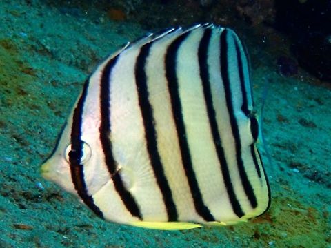 Eight-Banded Butterflyfish - Chaetodon octofasciatus  Anilao,Batangas,Butterflyfish,Chaetodon octofasciatus,Eight-banded butterflyfish,Fish,Philippines