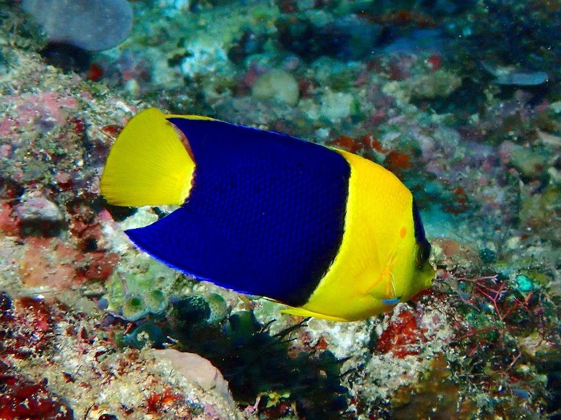 Bicolor Angelfish - Centropyge bicolor  Angelfish,Anilao,Batangas,Bicolor Angelfish,Centropyge bicolor,Fish,Philippines