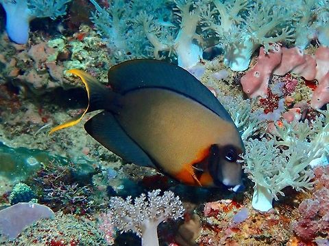Mimic Surgeonfish