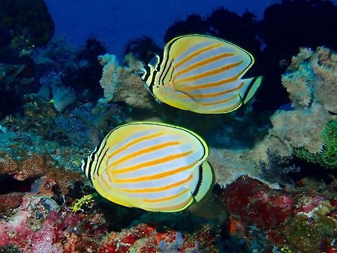 Ornate Butterflyfish