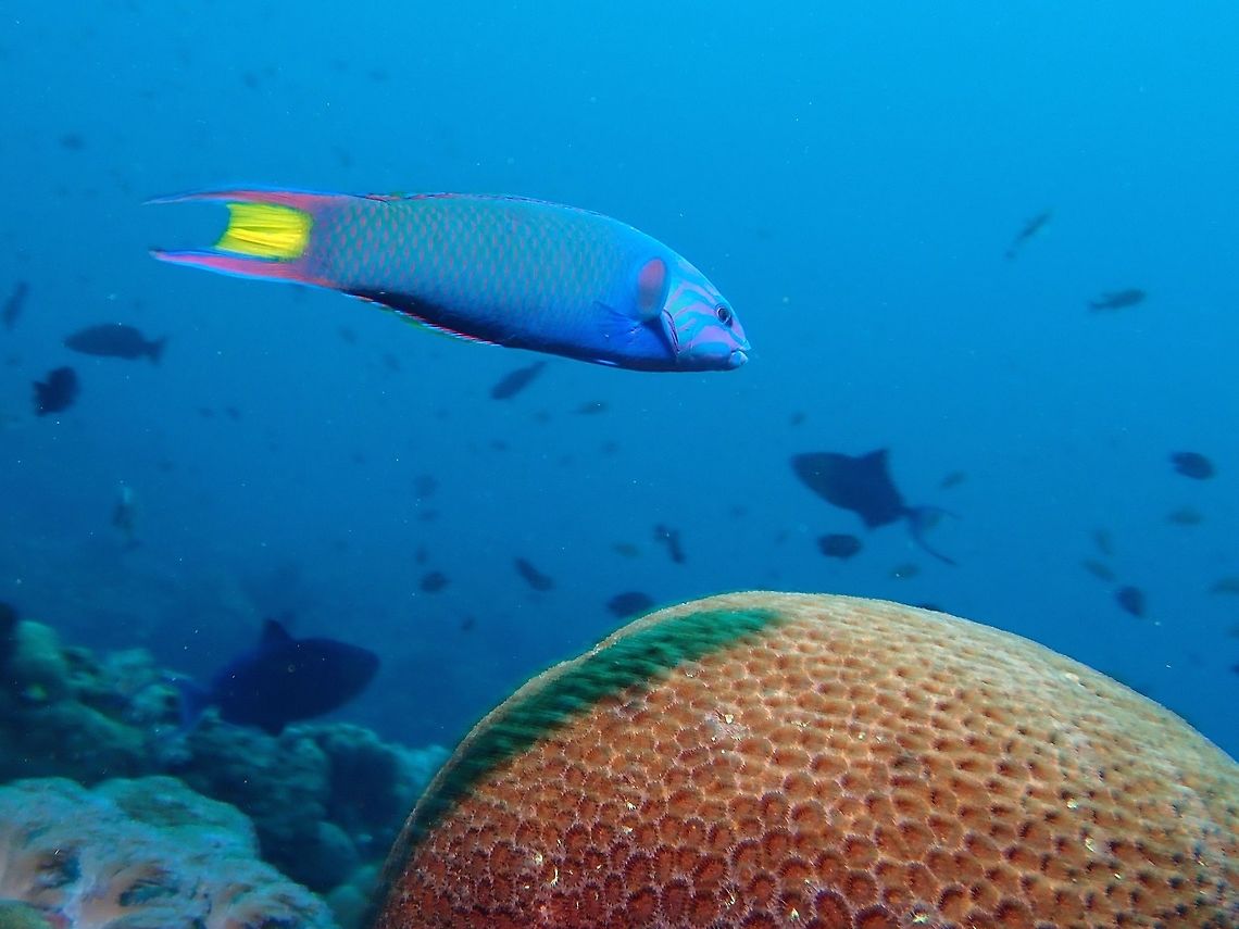 Moon Wrasse - Thalassoma lunare  Anilao,Batangas,Fish,Moon Wrasse,Philippines,Thalassoma lunare,Wrasse