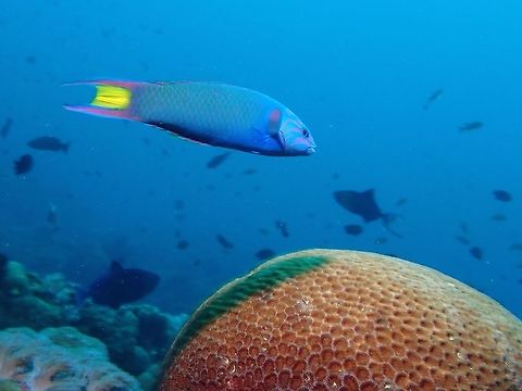 Moon Wrasse - Thalassoma lunare  Anilao,Batangas,Fish,Moon Wrasse,Philippines,Thalassoma lunare,Wrasse