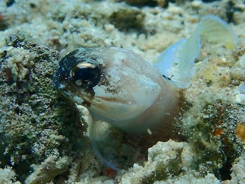 Yellowbarred Jawfish - Opistognathus randalli  Anilao,Batangas,Fish,Jawfish,Opistognathus randalli,Philippines,Yellowbarred Jawfish