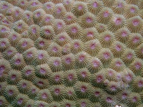 Details of Corals Honeycomb Corals - Diploastrea heliopora Anilao,Batangas,Corals,Diploastrea heliopora,Honeycomb Coral,Philippines