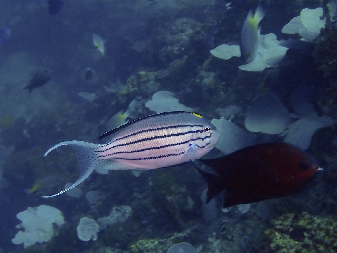 Blackstriped Angelfish - Genicanthus lamarck  Angelfish,Anilao,Batangas,Fish,Genicanthus lamarck,Lamarcks Angelfish,Philippines