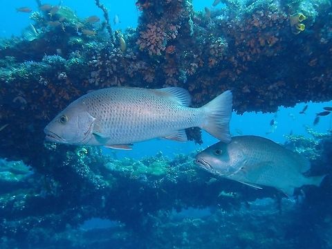 Mangrove Red Snapper - Lutjanus argentimaculatus  Anilao,Batangas,Fish,Lutjanus argentimaculatus,Mangrove Red Snapper,Philippines,Red Snapper,Snapper